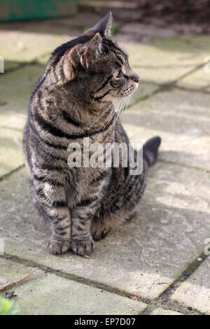 Femelle adulte chat tigré avec les cataractes assis sur patio de jardin Banque D'Images