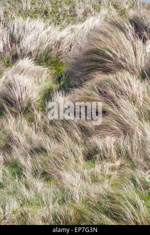 Des herbes soufflant dans le vent à Newport Sands Beach lors d'une journée venteuse de l'éruption, Pembrokeshire Coast National Park, pays de Galles Royaume-Uni en mai Banque D'Images