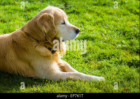 Golden Retriever dog reposant sur une pelouse Banque D'Images