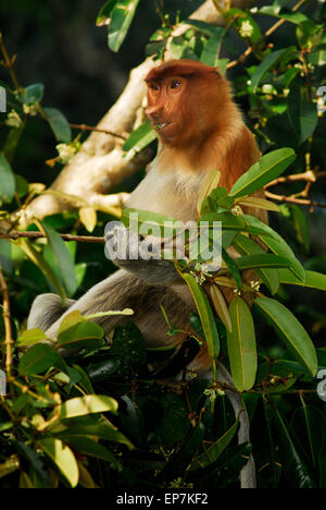 Proboscis Monkey (Nasalis larvatus) sur une branche de Bako, Sarawak, Malaisie, Bornéo Banque D'Images