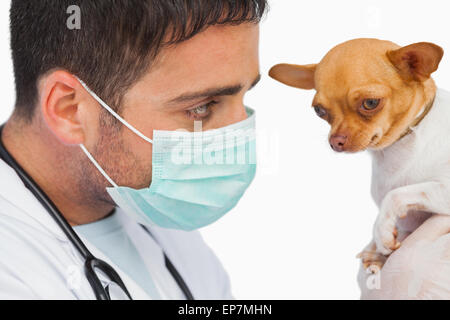 Vet holding chihuahua et le port de masque de protection Banque D'Images