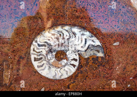 Libre de combustibles intégré dans la roche. Ammonite sur une pierre plate. Près de l'atelier d'Erfoud. Sahara, Maroc Banque D'Images