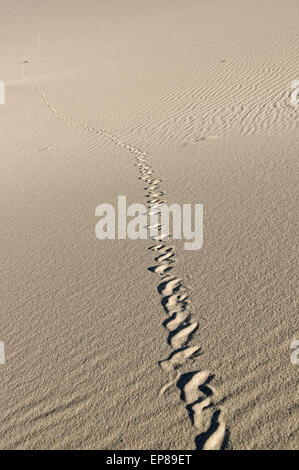 Pistes serpent traversant les dunes de sable à Eureka dans Death Valley National Park Banque D'Images