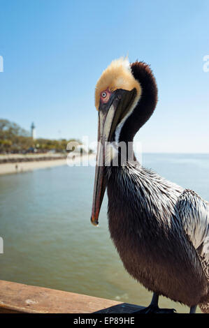 Un pélican brun sur un quai de pêche, St Simons Island, Géorgie Banque D'Images