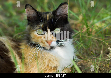 Close-up portrait of cat ayant trois couleurs reste dans l'herbe. Banque D'Images