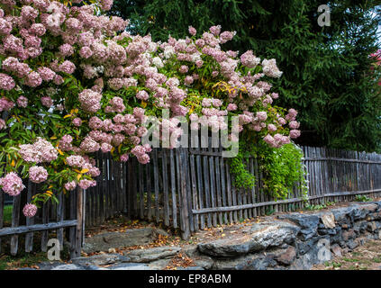 Floraison rose Hortensia jardin arbustes frontière, vieille clôture en bois vintage rangée sur un mur de pierre, à Woodstock, Vermont, New England les semis d'automne Banque D'Images