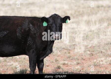 Le pâturage des vaches sur un ranch de l'ouest Banque D'Images