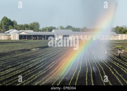 Chester, N.Y, USA. 14 mai, 2015. Un arc-en-ciel à partir de la pulvérisation de l'eau irrigation formulaires sur une terre noire fieldin Chester, New York. Le printemps a été très sec jusqu'à présent dans le comté d'Orange. © Tom Bushey/ZUMA/Alamy Fil Live News Banque D'Images