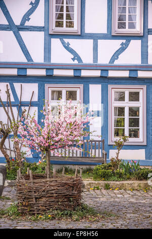 Cherry Blossom bush en face de blue maison à colombages à Eltville, Rheingau, Hesse, Allemagne Banque D'Images