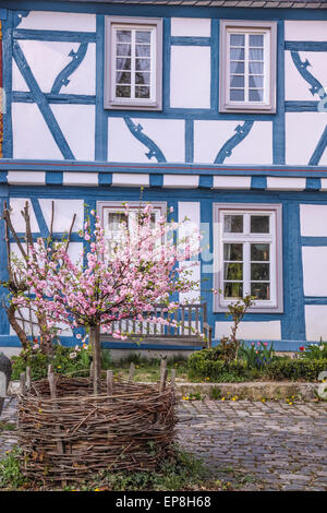 Cherry Blossom bush en face de blue maison à colombages à Eltville, Rheingau, Hesse, Allemagne Banque D'Images