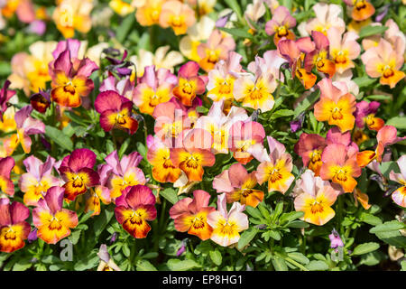 Jardin pancy (Viola tricolor var. hortensis) ici vu dans un lit de fleur. Ce sont des tons chauds de jaune, orange et rouge et serrées ensemble Banque D'Images