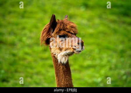 (Lama glama), Lama jeune animal, portrait, Suisse Banque D'Images