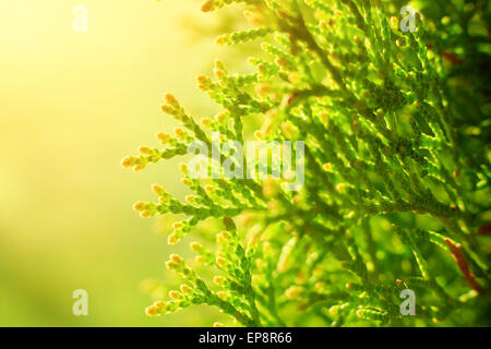 Couverture verte du Thuja arbres. Macro shot thuja branches dans la lumière du soleil. Banque D'Images