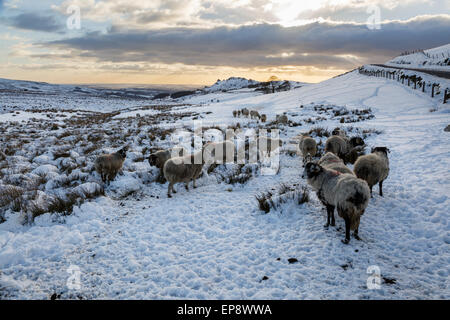 Vue vers les roches de l'Morridge Ramshaw, parc national de Peak District, Staffordshire, Angleterre Banque D'Images