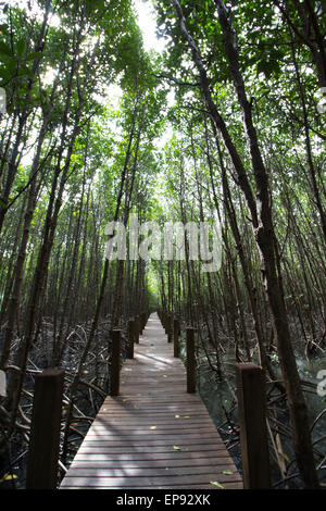 Long pont de bois dans la forêt de mangrove Banque D'Images