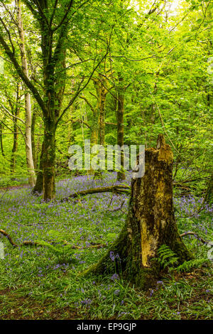 Cardiff, Wales, UK, le 15 mai, 2015. Météo France : l'un des derniers jours où les jacinthes dans l'Wenallt Woods, au nord de Cardiff, se couvrant le plancher de bois. Cardiff se réveilla d'un jour nuageux avec éclaircies. La prévision est pour la pluie plus tard aujourd'hui, avec des températures atteignant 12 degrés centigrades. Crédit : Chris Stevenson/Alamy Live News Banque D'Images