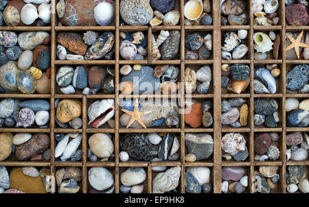 Cailloux, coquillages et d'étoiles dans une grille d'en haut Banque D'Images