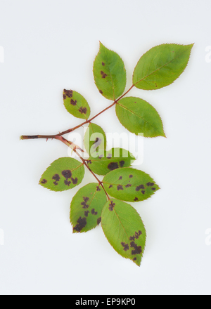 Feuilles de Rose au printemps montrant des signes classiques de Rose tache noire - une maladie grave de roses causée par un champignon Diplocarpon rosa Banque D'Images