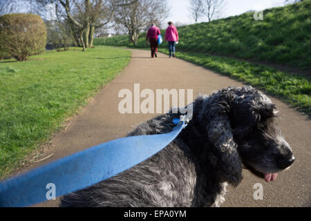 Cocker Anglais chien en laisse Banque D'Images