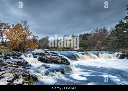 Couleurs d'automne à faible vigueur cascade sur la Rivière Tees, Bowlees, comté de Durham. UK Banque D'Images