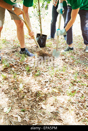 La plantation d'arbres le bénévolat écologiste Banque D'Images