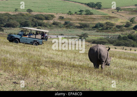 L'Afrique du Sud, Durban. Tala Game Reserve. Les touristes en safari jeep regarder le rhinocéros blanc (Ceratotherium simum) : sauvage. Banque D'Images