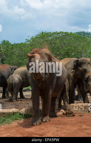 Le Sri Lanka, l'orphelinat des éléphants de Pinnawela, est. en 1975 par le ministère de la faune. Éléphants orphelins, la poussière. Banque D'Images