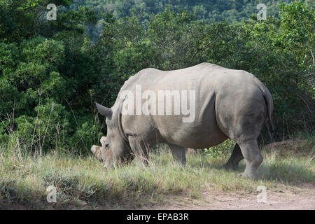 L'Afrique du Sud, Eastern Cape, l'Est de Londres. Inkwenkwezi Game Reserve. Le rhinocéros blanc (Ceratotherium simum) : sauvage. Banque D'Images