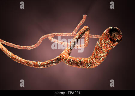 Virus Ebola microscopique 3D Illustration Banque D'Images