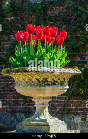 Fleur de cerisier, tulipes et jonquilles le long de la promenade dans le jardin clos privé à Bowood House dans le Wiltshire. Banque D'Images