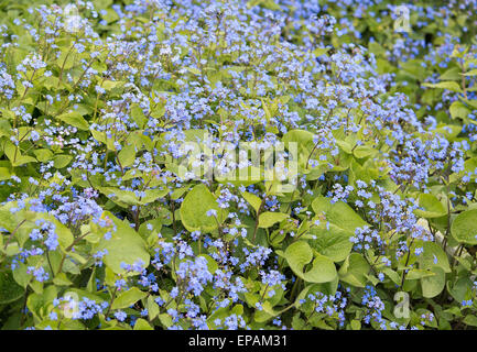 Blue forget-me-not fleurs avec des feuilles full frame Banque D'Images