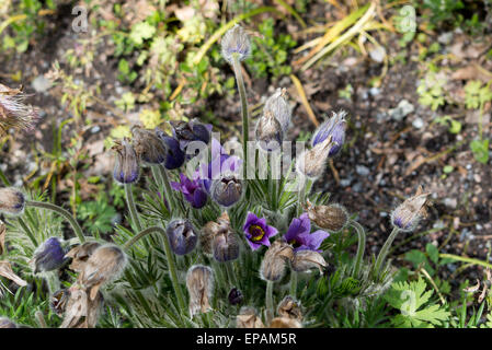 Pasqueflower Pulsatilla vulgaris (bleu) dans la forêt du printemps. Banque D'Images