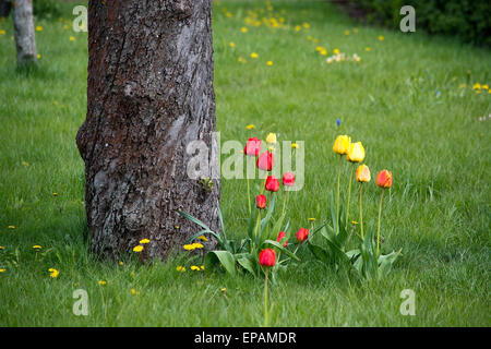 Tulipes rouges et jaunes dans l'herbe verte par un arbre sur une journée ensoleillée de printemps, Suède, en mai. Banque D'Images