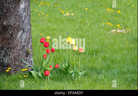 Tulipes rouges et jaunes dans l'herbe verte par un arbre sur une journée ensoleillée de printemps, Suède, en mai. Banque D'Images