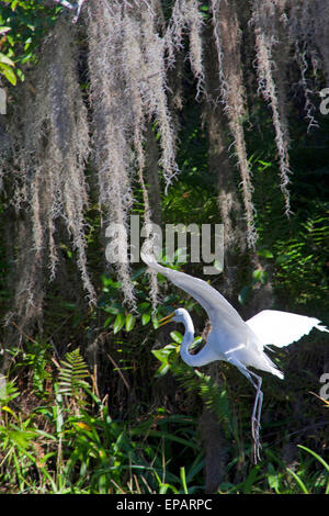 Grande aigrette. Everglades, Florida Banque D'Images