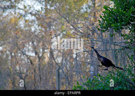 Anhinga (snakebird) sur un arbre dans le parc des Everglades, Florida Banque D'Images