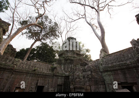 L'architecture khmer ancien. Ta Prohm temple avec Banyan Tree géant à Angkor Wat, Siem Reap, Cambodge. Banque D'Images