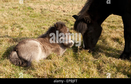 Un jour deux vieux poney Shetland poulain couché sur l'herbe comme sa mère mange Banque D'Images