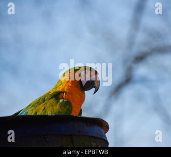 Gold et Blue Macaw Parrot assis sur un tonneau Banque D'Images