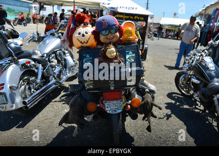 Détail de l'arrière d'une moto à un événement cycliste à Ponce, Porto Rico. L'île des Caraïbes. USA territoire. Banque D'Images