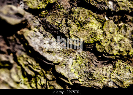 Punaise on flower Banque D'Images