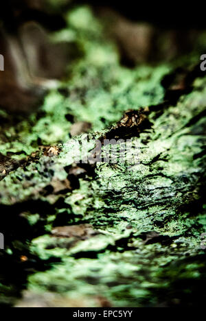 mousse verte Banque D'Images