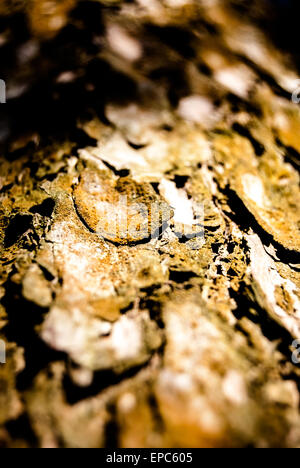 Punaise on flower Banque D'Images