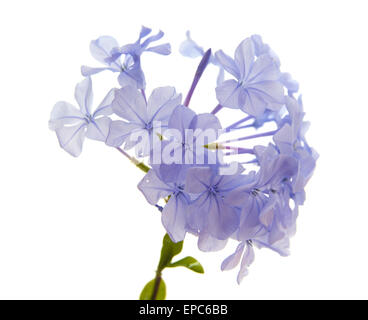 Plumbago auriculata ou Bleu Plumbago, isolé sur fond blanc Banque D'Images