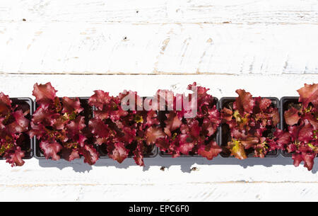 Les jeunes feuilles de laitue Lollo Rosso rouge en petits pots peints en blanc sur fond de bois rugueux Banque D'Images