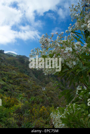 Gran Canaria, pièces intérieures nortern, Barranco de Azuaje, nature resort, la floraison Convolvulus floridus, plante endémique au secteur de l'I Banque D'Images