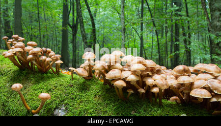 Bouquet de miel d'automne champignon se développe plus de souche moussue Banque D'Images