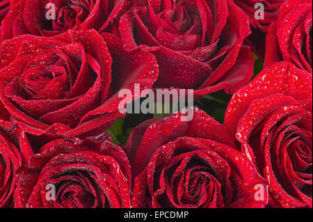 Bouquet de fleurs roses rouge foncé. Pour l'utiliser comme arrière-plan de roses rouges naturelles Banque D'Images
