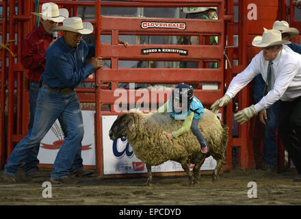 Cloverdale, Canada. 15 mai, 2015. Un enfant participe à Mutton Bustin' au cours de l'assemblée annuelle 2015 Rodéo Professionnel Cloverdale à Cloverdale, BC, Canada, 15 mai 2015. Le Cloverdale Rodeo a été voté la première Performance Rodeo en Amérique du Nord par la Professional Rodeo Cowboy's Association n 1984. Aujourd'hui, le Rodéo de Cloverdale et exposition est la deuxième plus grande communauté rodeo au Canada, attirant des concurrents et des spectateurs dans le monde entier. Crédit : Sergei Bachlakov/Xinhua/Alamy Live News Banque D'Images