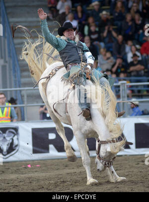 Cloverdale, Canada. 15 mai, 2015. Caleb Bennett, de l'United States livre concurrence à l'assemblée annuelle 2015 Rodéo Professionnel Cloverdale à Cloverdale, BC, Canada, 15 mai 2015. Le Cloverdale Rodeo a été voté la première Performance Rodeo en Amérique du Nord par la Professional Rodeo Cowboy's Association en 1984. Aujourd'hui, le Rodéo de Cloverdale et exposition est la deuxième plus grande communauté rodeo au Canada, attirant des concurrents et des spectateurs dans le monde entier. Crédit : Sergei Bachlakov/Xinhua/Alamy Live News Banque D'Images